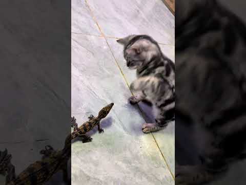 The tiger grew up under the gaze of the giant arapaima#PredatorFish #Pets