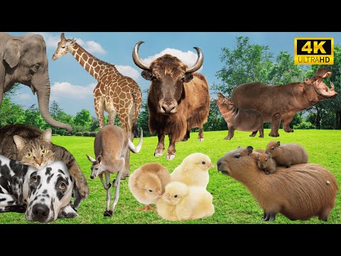 Amazing Farm Animals: Elephant, Giraffe, Cow, Hippo, Cat, Dog, Chicken - Animal Sounds