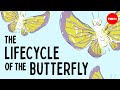 Metamorphosis in Insects