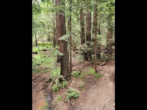 The Redwood Forest 🌳❤️