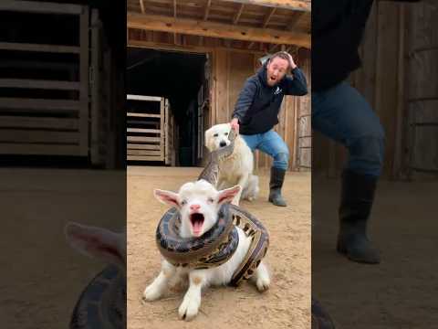 ⚠️Python Tries to Crush Baby Goat #rescue #animals #dog