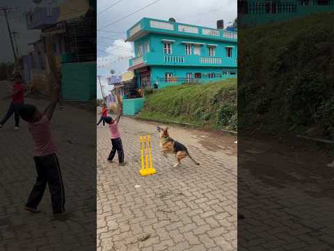 Dog and cute boys comedy cricket# 🏏tiktok shorts #cricket lovers #god please stop wars inthe world