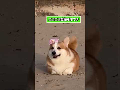 心癒すコーギー動画5選｜疲れた心に笑顔を サムネイル