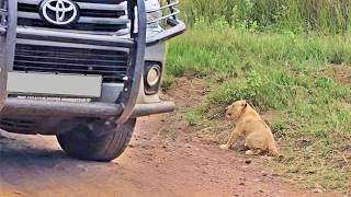 Lion Cub Roars for Mommy When he Thinks She Forgot About Him