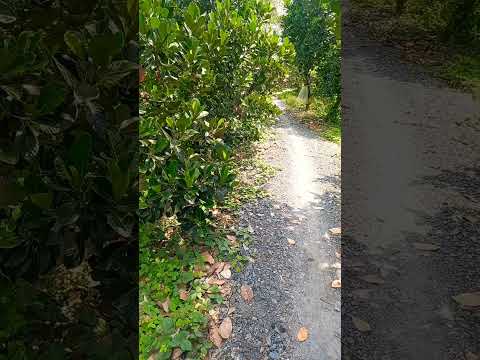 một ngày ở quê #cantho65 #fyp