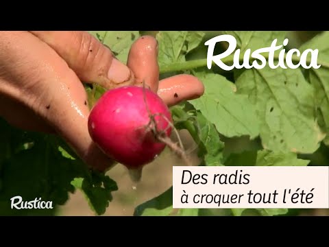 Cultiver des radis pour en avoir toute la belle saison