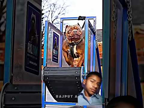 #pitbull #americanbully #pets #bull #memes #trolling #trending #trollface #editing #shocking #💙💙