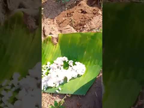 ഇതാണ് ചെങ്കീരി ഇവനാണ് പാമ്പിനെ പിടിക്കുന്ന കീരി