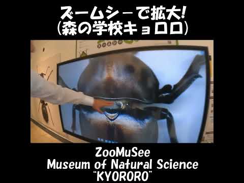 ズームシ―で学ぼう！拡大！カブトムシ！森の学校キョロロ！ZooMuSee ≫ 加藤英明【公式】かとチャン