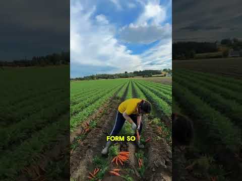 Working In Farms Of USA 😲