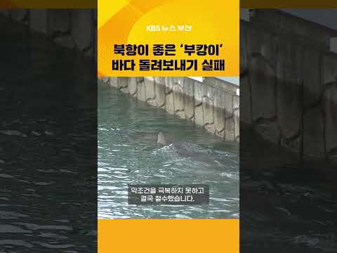 북항 상어 '부캉이' 바다 복귀 실패...북항친수공원 구조 현장