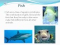 Ocean Life and Characteristics