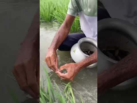 Amazing village Fishing - traditional village Fishing- Fishing with beautiful Nature