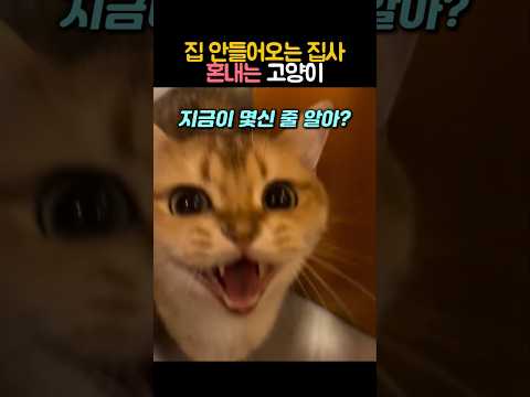 집 안 들어오는 집사 혼내는 고양이 #동물 #고양이