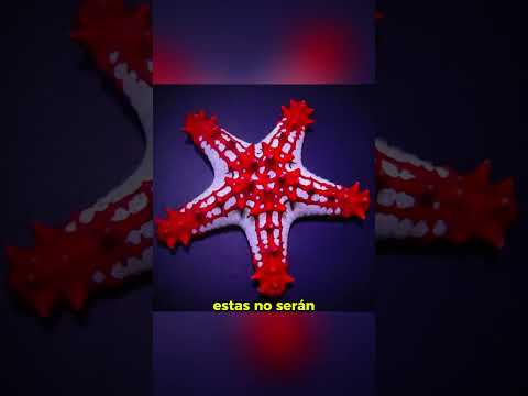 Una curiosa estrella de mar: Estrella de espinas rojas #sabiasque #datoscuriosos #animales #bioloco