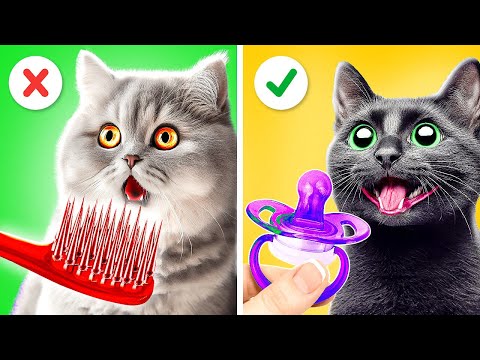 Cuida a Tu Gatito 😼 Consejos Secretos para Dueños de Mascotas