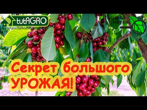 Черешня есть, а черешен нет? Сделайте так и деревья завалят урожаем. И птицы не страшны!