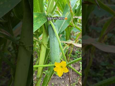 इस वीडियो को देख कर आपकी आँखों को सुकून मिल जाएगा #rajasthan #nature #ganvkilifestyle #villagelife