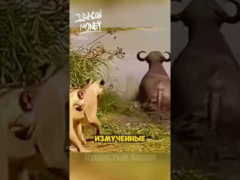 Быка окружила стая гиен #животные #интересное