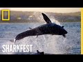 Great White Shark Behavior and Research