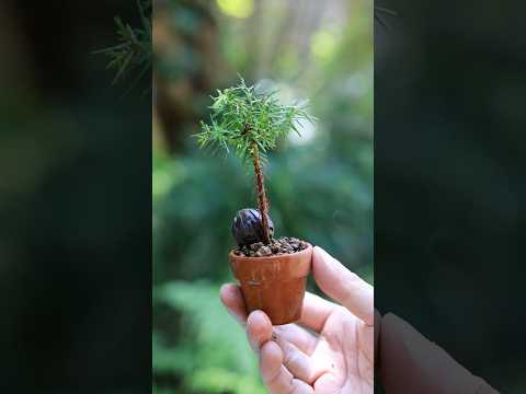 春の手入れ ミニ素焼き鉢スギ  #bonsai #盆栽 #庭作業 #ガーデニング #gardening