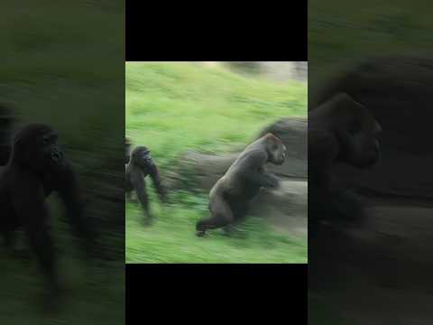 台北市立動物園のかわいいゴリラ動画で笑顔になろう サムネイル
