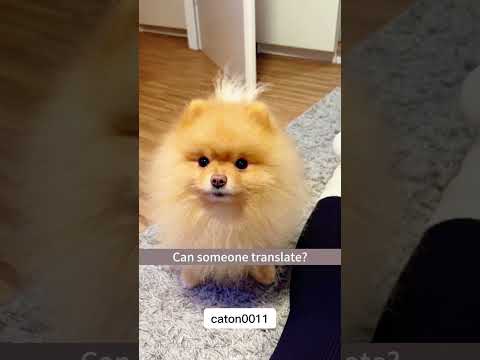 O funny cat 😺 #funnycat #petsunited #funny #entertaininganimals #cat #cut #catvideos #pets #animals