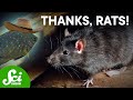 Invasive Species and Their Impact