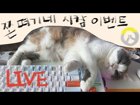 제 1회 술떡 vs 호떡 부부싸움에 찰떡님들 등 터지기 feat. 오버워치