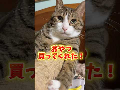 猫の動画サムネイル - 球太3ヶ月のご褒美#cats#shorts #球太