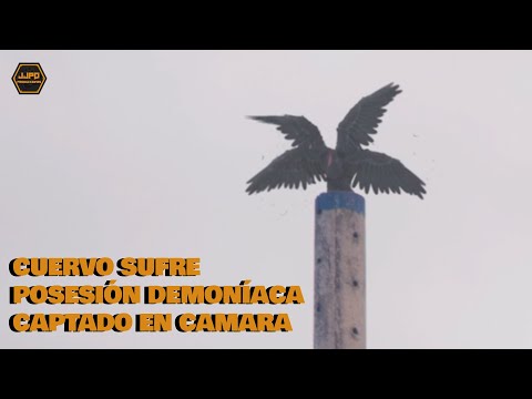Impactante - Cuervo sufre posesión demoníaca Captado en camara 2025