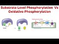 Oxidative and Substrate Level Phosphorylation