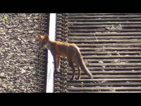 Fox seen on the railway in Shrewsbury 01/08/2022 | I Like Transport