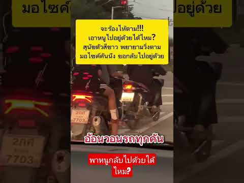 พาหนูไปอยู่ด้วยได้ไหม #shortvideo #ข่าวกระแส #สุนัข