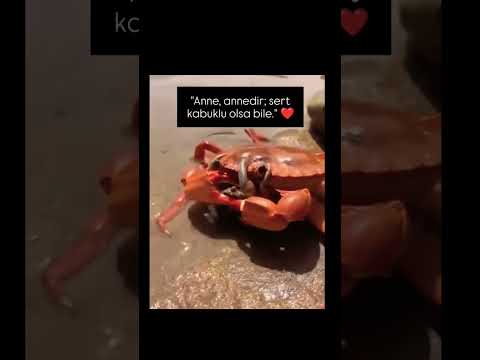 ๐คฒ๐Anne, her zaman sฤฑฤฤฑnฤฑlacak en gรผvenli limandฤฑr