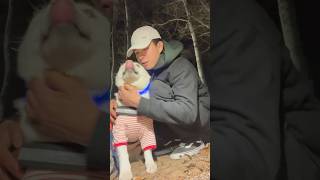 Hi🫶 #dogvideos #puppy #cutedog