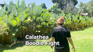 Pwede ang Calathea Pang Boodle Fight_1