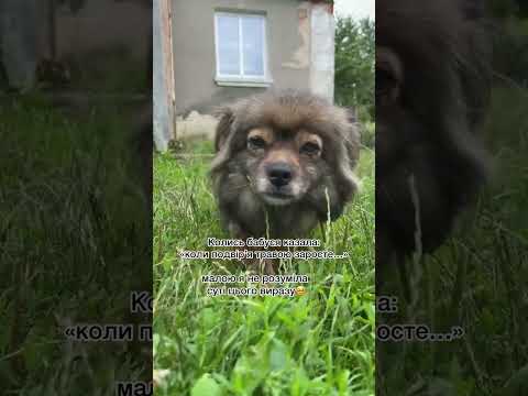 Колись бабуся казала: коли подвір'я травою заросте...