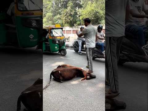 ये गाये को एक्सीडेंट हो गया 😱 wood working with art handcraft ideas/home medereal talent/skill