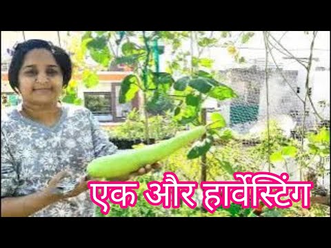 vegetable harvesting of my terrace garden toure