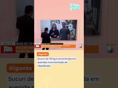 Sucuri de 70 kg é encontrada em avenida movimentada de Uberlândia