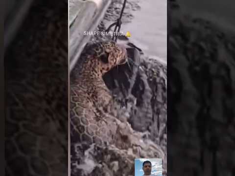 onça resiste a maldade guerreira ferida nadando rio negro