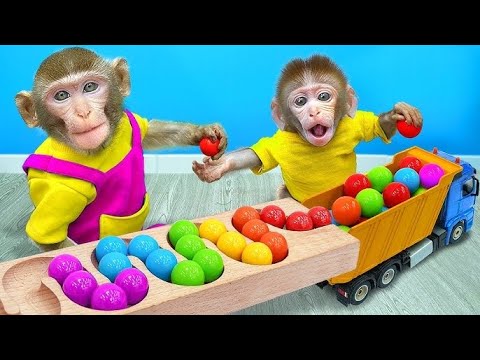 Monkey baby Shark 🤣 Best Compilation | Monkey Baby Show
 #monkeybaby #monkeybabyshark