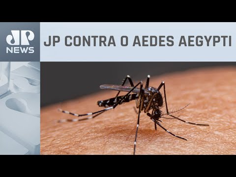 70% dos criadouros de dengue estão nas residências