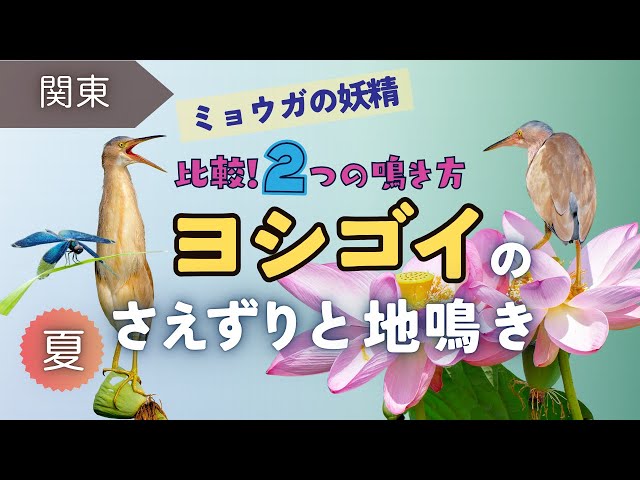 7月上旬にハス沼へ。おじさんみたい！と言われるヨシゴイを観察してきました😊がに股で歩く可愛い夏鳥です。鳴き声はホゥホゥという「さえずり」の他に「地鳴き」も紹介しています。バンとオオバンの縄張り争いも撮影できました。こちらもなかなかレアです。
〈目次〉
00:17 今回の内容ざっくり紹介
01:04 ハス沼へ
01:20 オオヨシキリ｜縄張りアピールとペア
01:27 オオヨシキリ｜チョウトンボを捕らえる
02:09 オオヨシキリ｜ヨシゴイと並ぶ
02:24 ヨシゴイ｜飛んでくる・ツボミそっくり！
02:55 ヨシゴイ｜オスメス混ざる3羽の行動
03:30 ヨシゴイ｜あちらこちらに
03:54 ヨシゴイ｜★さえずり★
04:57 ヨシゴイ｜★地鳴き★
05:55 ヨシゴイ｜こんなところにも！軽やかに移動
06:33 オオバン｜巣材集め・子育て
07:05 バン｜かわいいヒナ・子育て
07:58 バン｜異変に気付き慌てる親
08:10 オオバン・バン｜縄張り争い始まる！
09:05 カワセミ｜地味なので幼鳥かも？
09:17 ツバメ｜巣立ち前の幼鳥
09:38 アオサギ｜水辺周辺にて
09:17 アマサギ｜亜麻(アマ)色になった群れ
10:00 チュウサギ｜ひょっとしたらダイサギかも
10:26 ★まとめ｜ヨシゴイの特徴・鳴き声
11:17 ★まとめ｜夏の野鳥観察スタイル

〈ヒナの動画はこちら↓〉

<a rel=