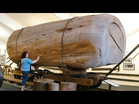How Wood Is Made: Powerful Logging and Sawmill Machines at Work