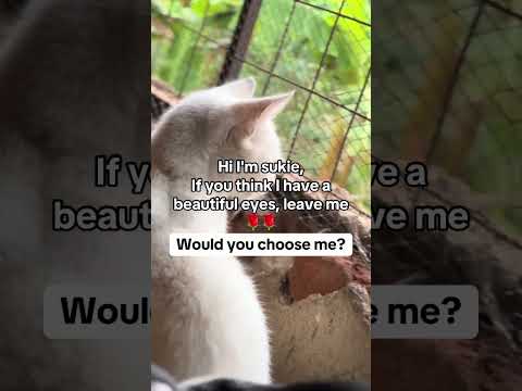 Donate link in bio.#helpmeplease#catrescue #kittenrescue