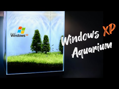 This Aquarium Looks Like Windows XP Wallpaper | Beginner-Friendly Moss Aquascape
