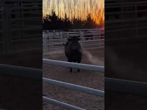 COW 2T #español #automobile #humor #memes #2T #viralshort #animals #cars #trend #shorts #short #RISA