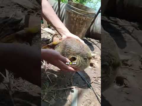 Bentuknya seperti melon, ternyata ikan Buntal